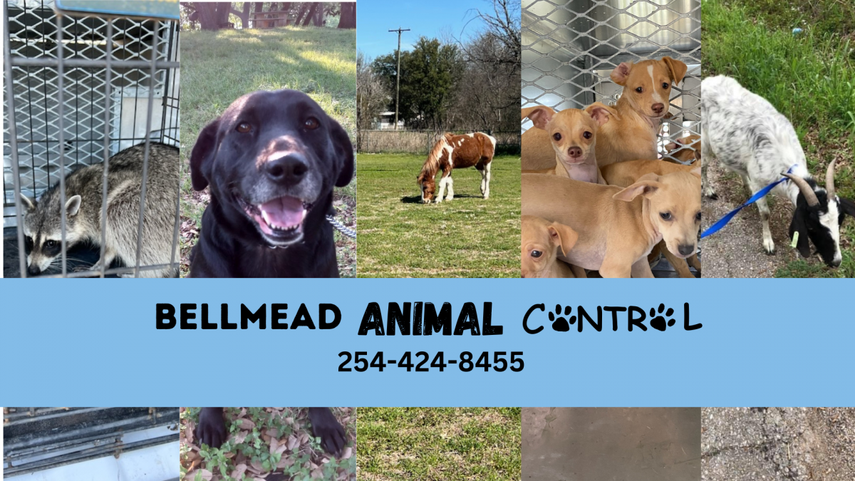 Bellmead Animal Control