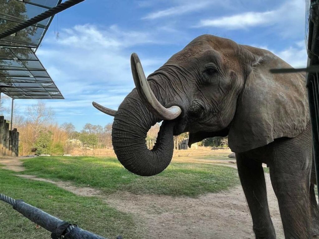 Elephant